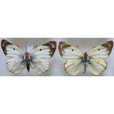 Colias hyale (Linnaeus, 1758) pair Szlaczkoń siarecznik Czech27